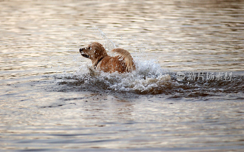 日落时，狗在水里玩耍