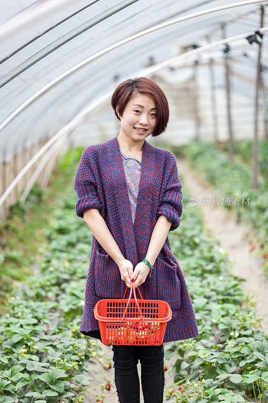 东方女孩在田里摘草莓