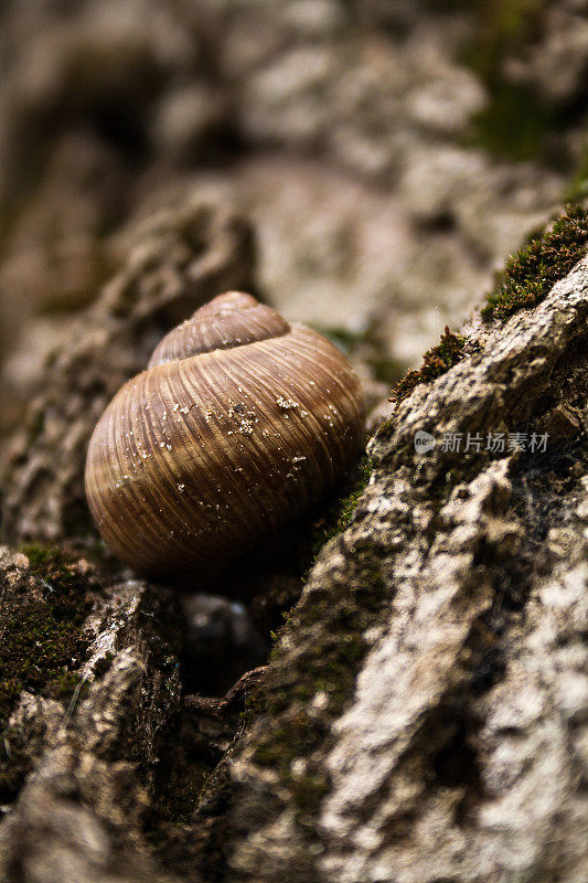 可食用的蜗牛，螺旋蜜瓜壳近