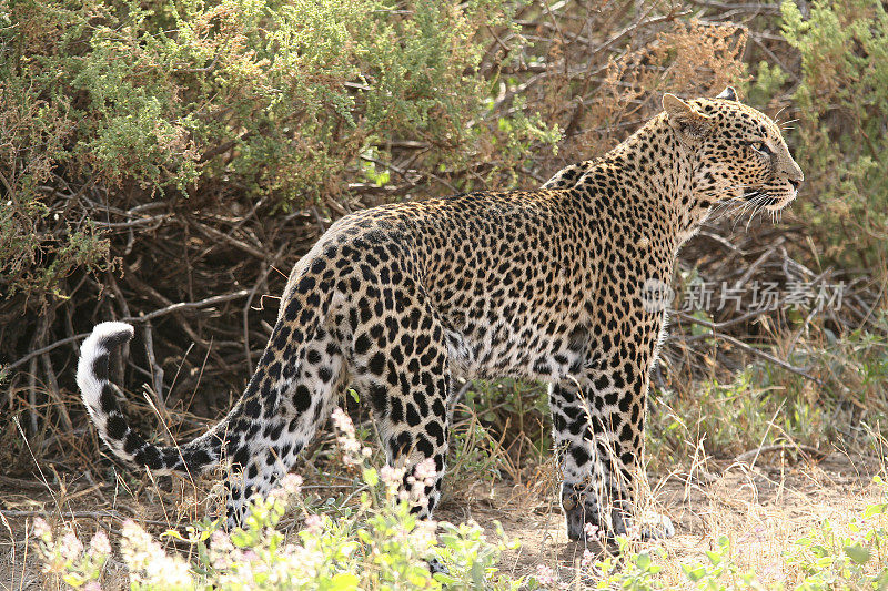 母豹，野生在肯尼亚
