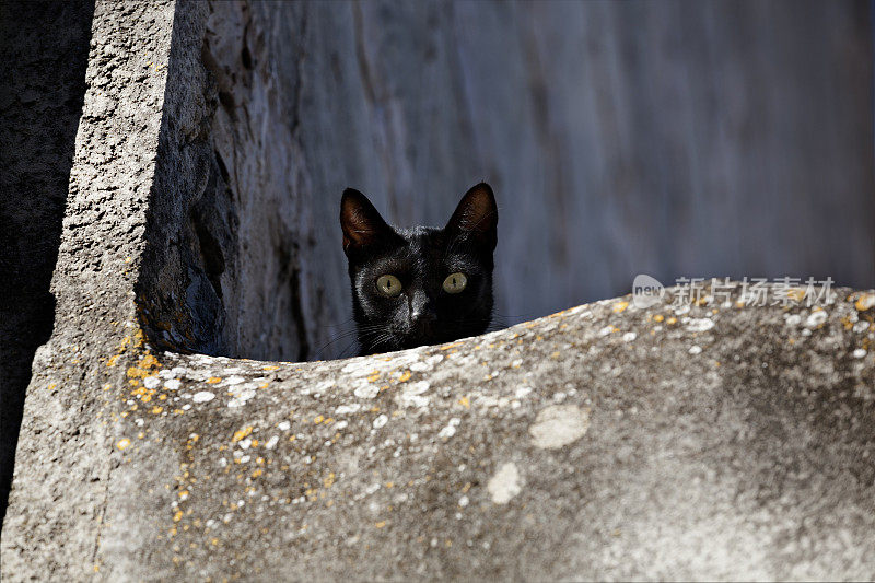 墙上的黑猫