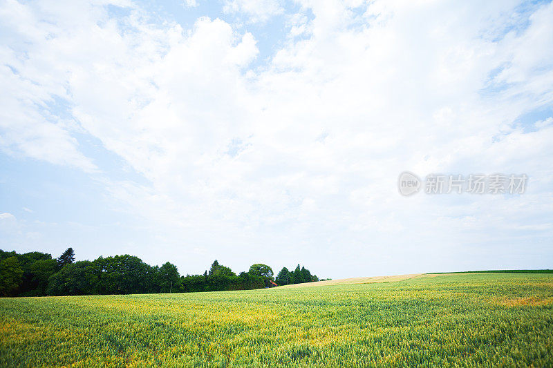 夏天的麦田和多云的天空