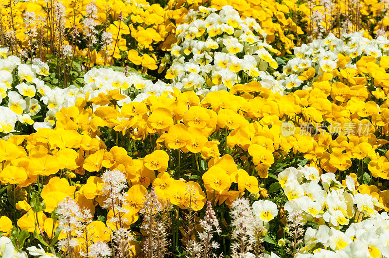 玉兰在春天开出黄色和白色的花