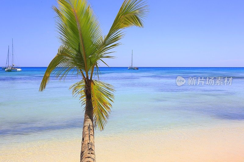 热带天堂:绿松石海滩，小船和游艇，孤独的棕榈树