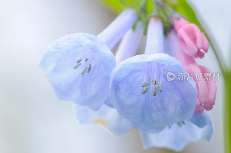 弗吉尼亚蓝铃花的特写