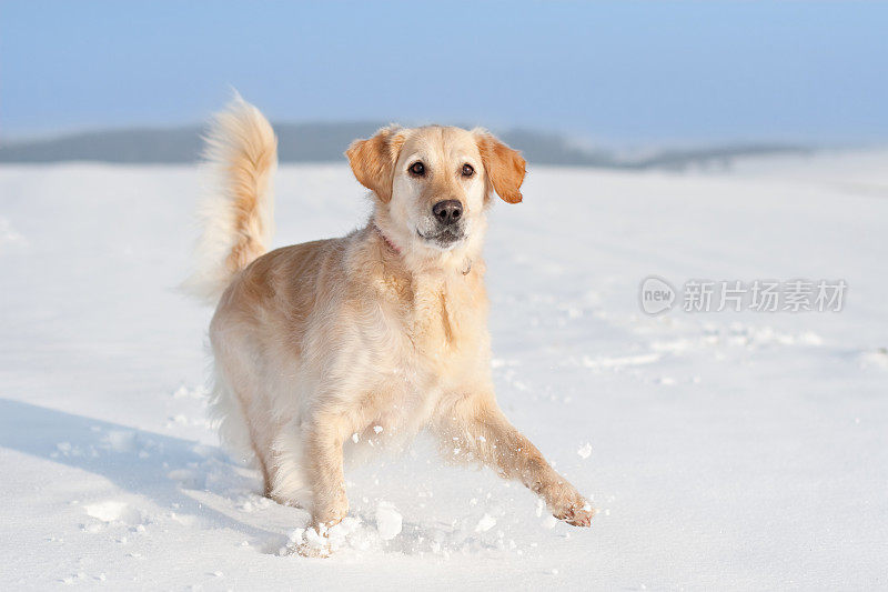 雪中顽皮的金毛寻回犬