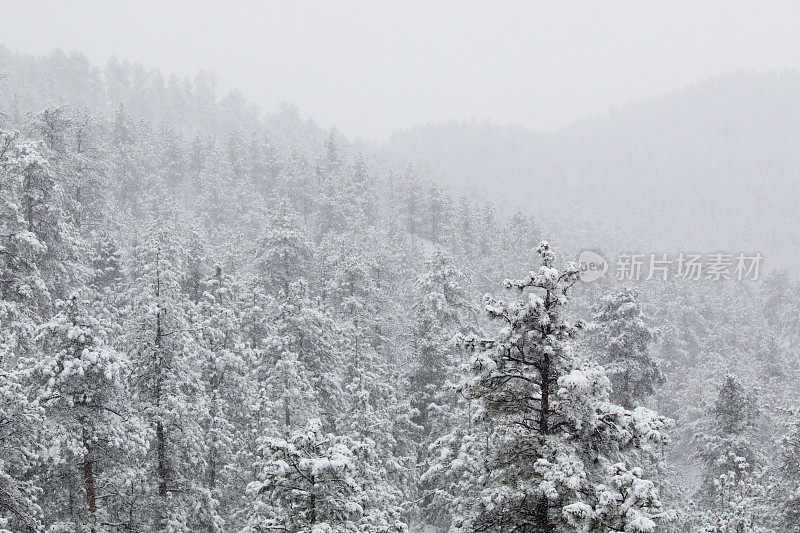 科罗拉多州派克国家森林下大雪