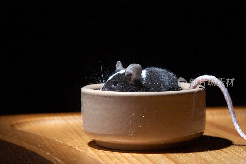 可爱的老鼠在碗里，尾巴伸出来