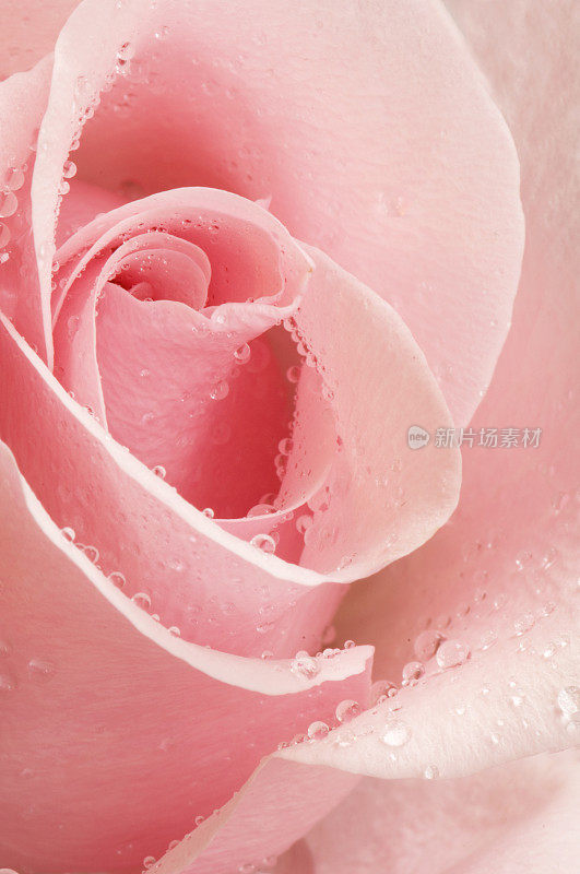 近距离观看带露珠的粉红玫瑰