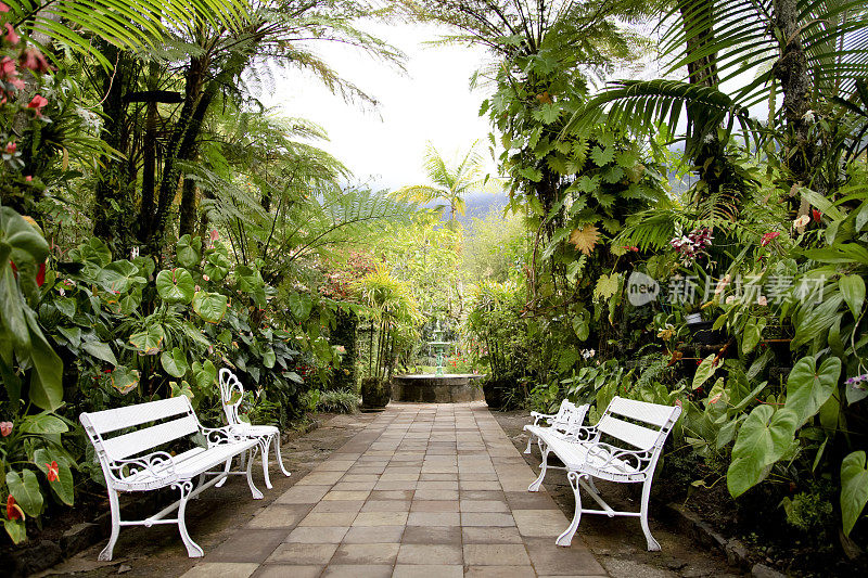 热带花园，长椅和喷泉。东非留尼汪岛。