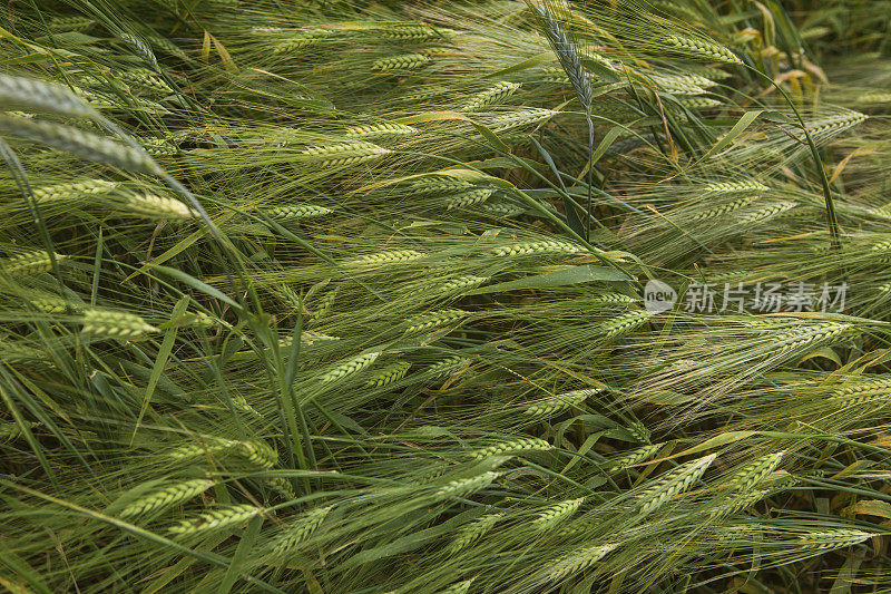 土耳其一种小麦种植在多风的土地上