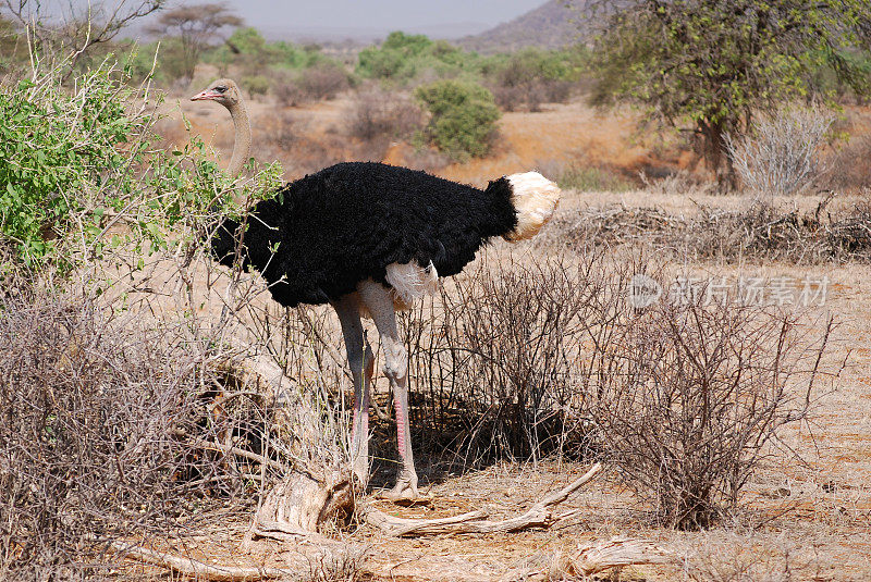 Ostrich,成人不舒服