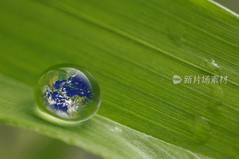 树叶带着雨滴，恢复大地的概念