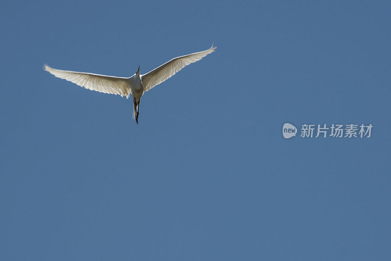 大白鹭在飞行中的埃尔霍恩沼泽靠近筑巢区