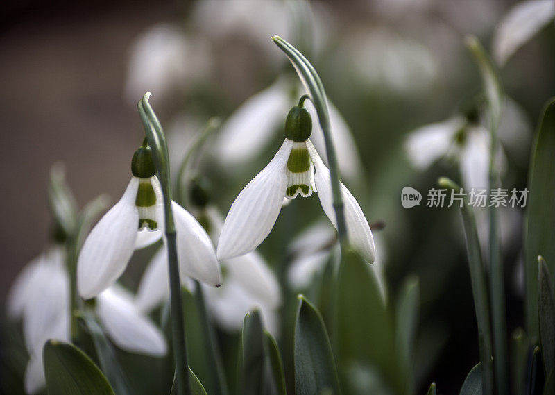 雪花莲