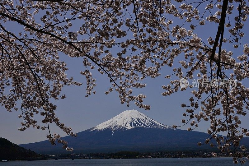 富士山和川口湖的樱花