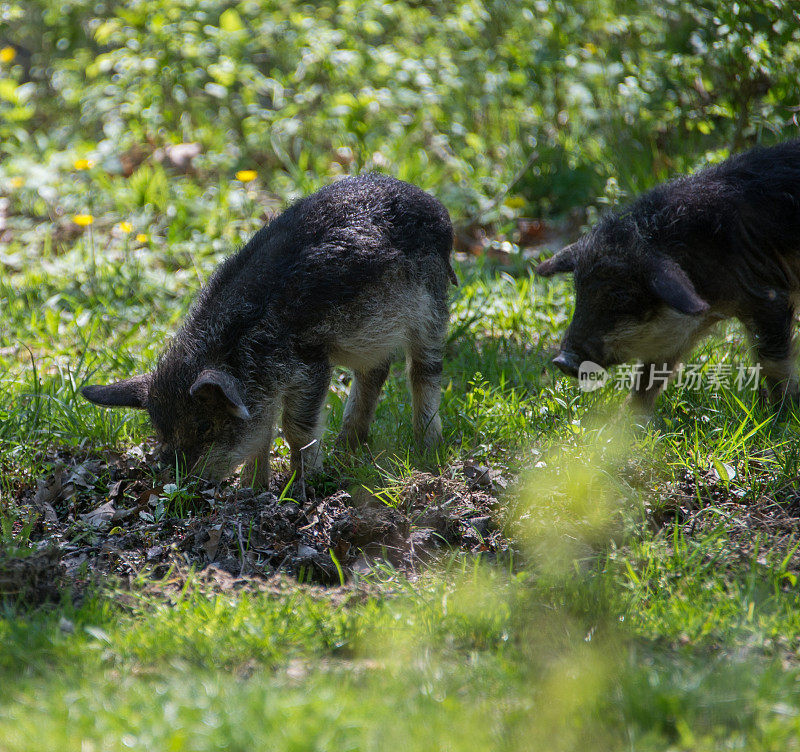 两只毛茸茸的猪在树叶中寻找食物