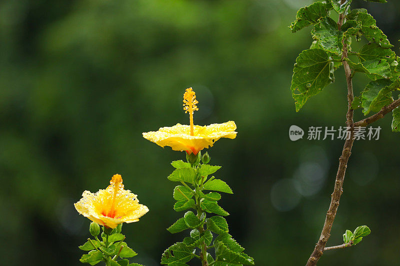 夏威夷黄芙蓉