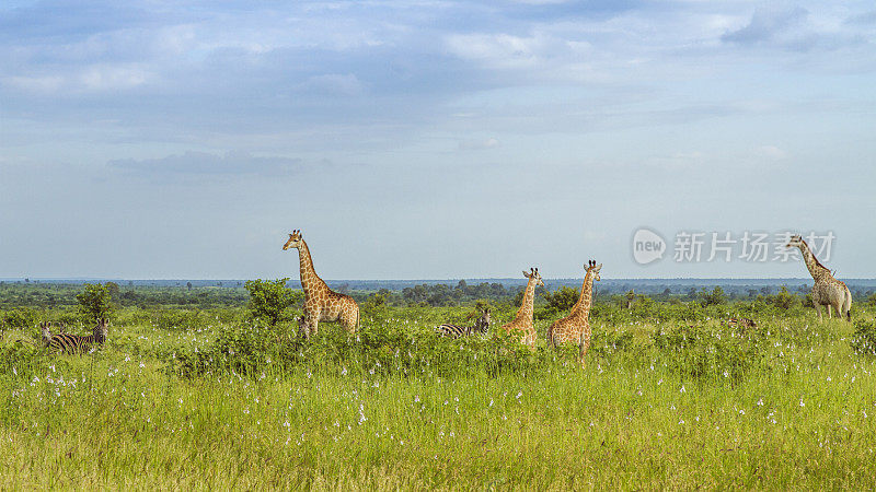 克鲁格公园绿色草原上的非洲长颈鹿