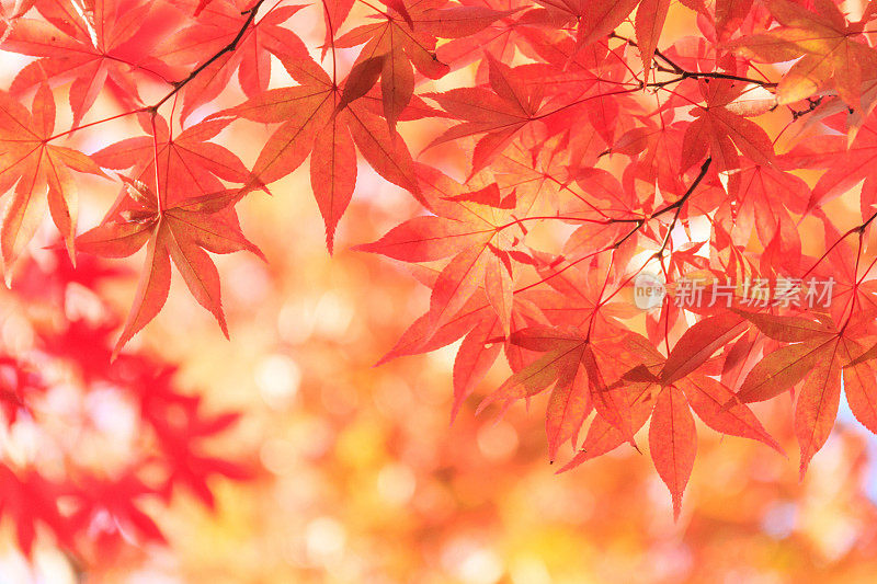 秋天红红的枫叶背景