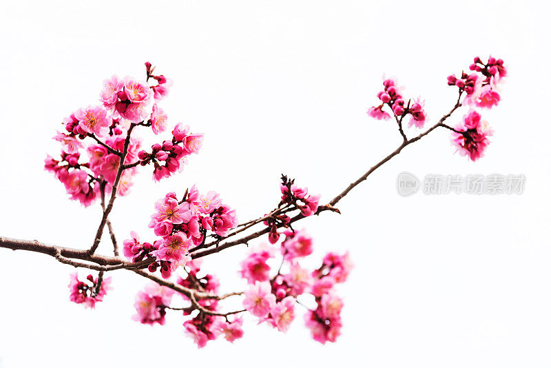 鲜艳的粉红色樱花或樱花孤立在白色
