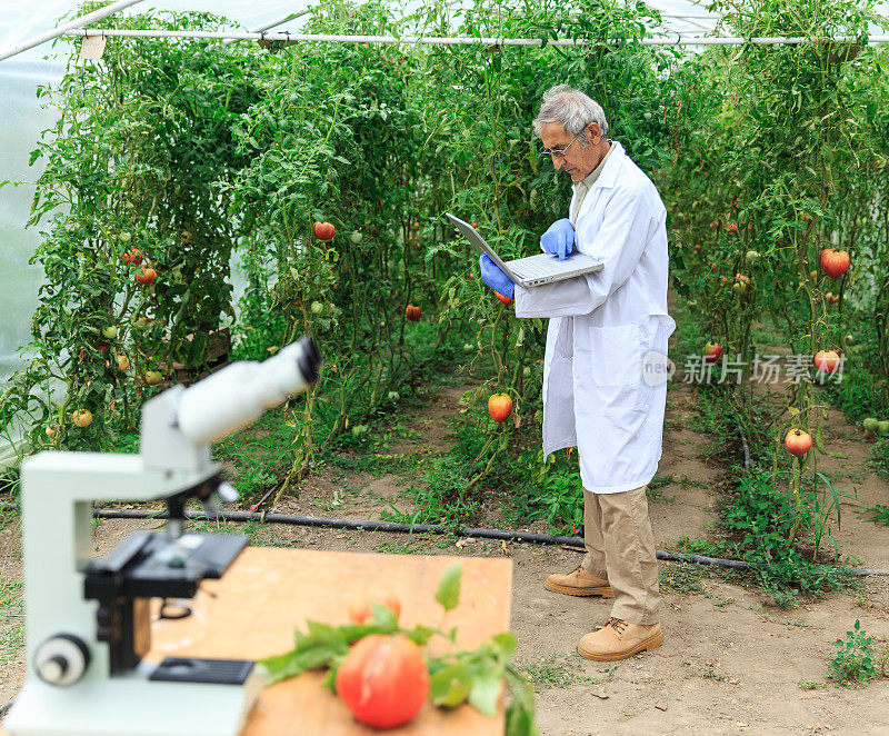 农业工程师在温室里使用笔记本电脑