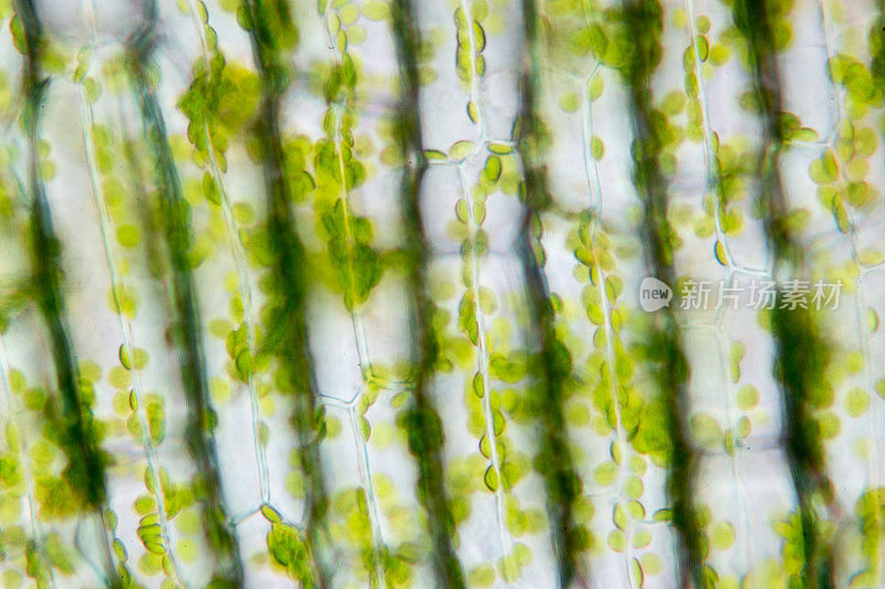 细胞结构水螅，在显微镜下显示植物细胞的叶片表面。