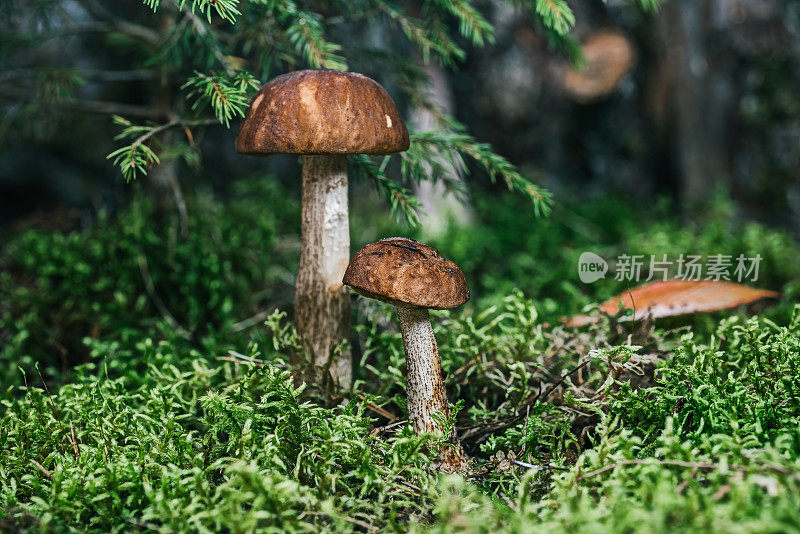 林间空地上枞树下的蘑菇