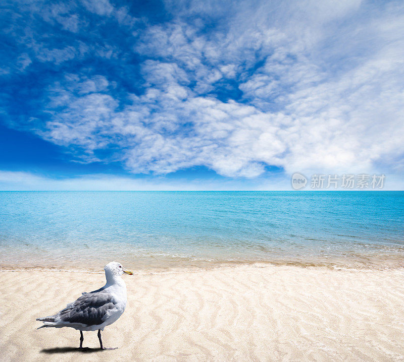 海鸥在沙滩上，温和的海浪和晴朗的天空