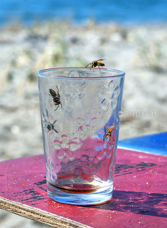 海滩上杯子里的黄蜂