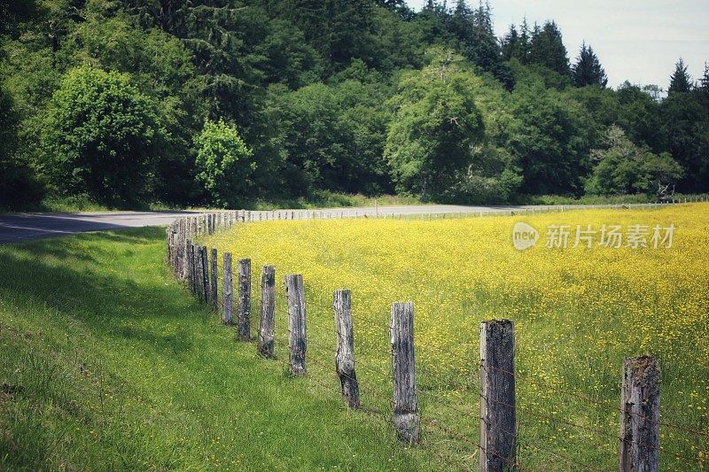 华盛顿州篱笆镇乡村公路上的黄花田