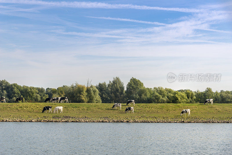 赫伦附近有莱茵河，奶牛在河的另一边吃草。荷兰。这张图片有GPS标记