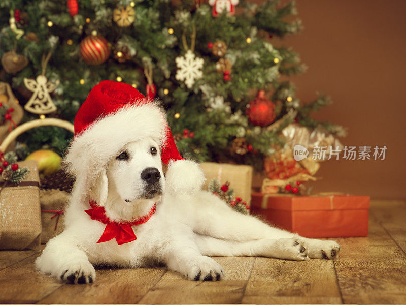 圣诞狗，白色小狗寻回在圣诞帽下的圣诞t，新年礼物礼物