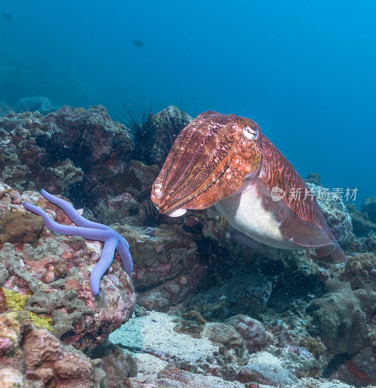 法罗亚乌贼头足类动物行为海洋生物水下生活，寇哈群岛，安达曼海，甲米，泰国