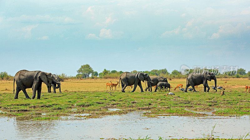 南卢安瓜国家公园的卡夫塔，非洲大草原上有大象、普库、鹤、黄嘴鹳和狒狒