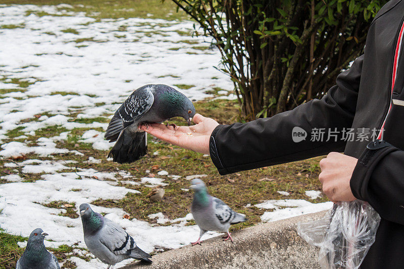 鸽子吃人的手