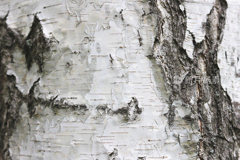自然背景与桦树树皮纹理