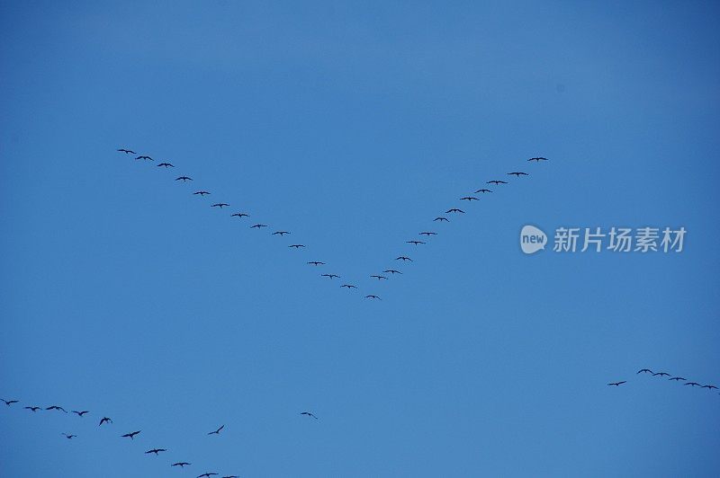 交通起重机鸟