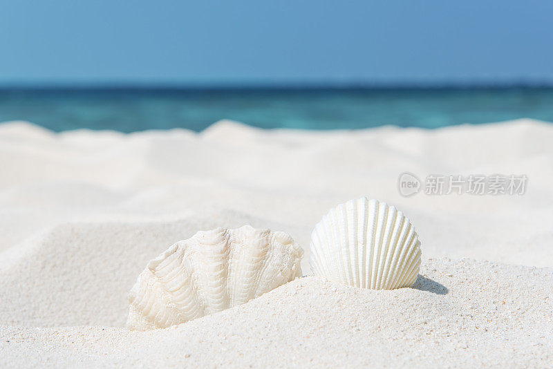 夏天海滩背景