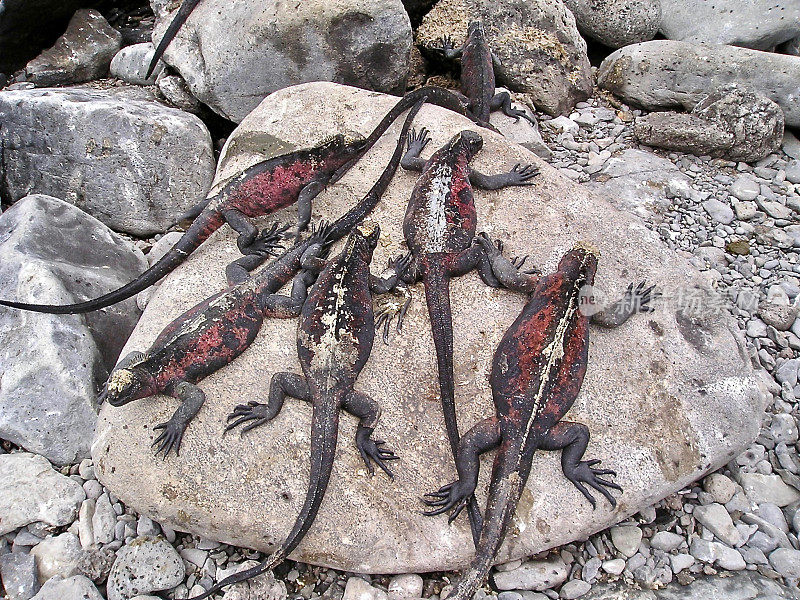 加拉帕戈斯群岛鬣蜥的“烂摊子”