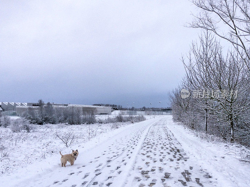 萨尔布鲁公园的雪。威托利亚-加斯泰兹。西班牙