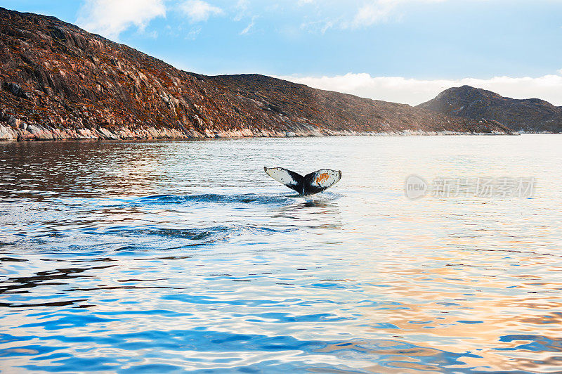 格陵兰岛的座头鲸