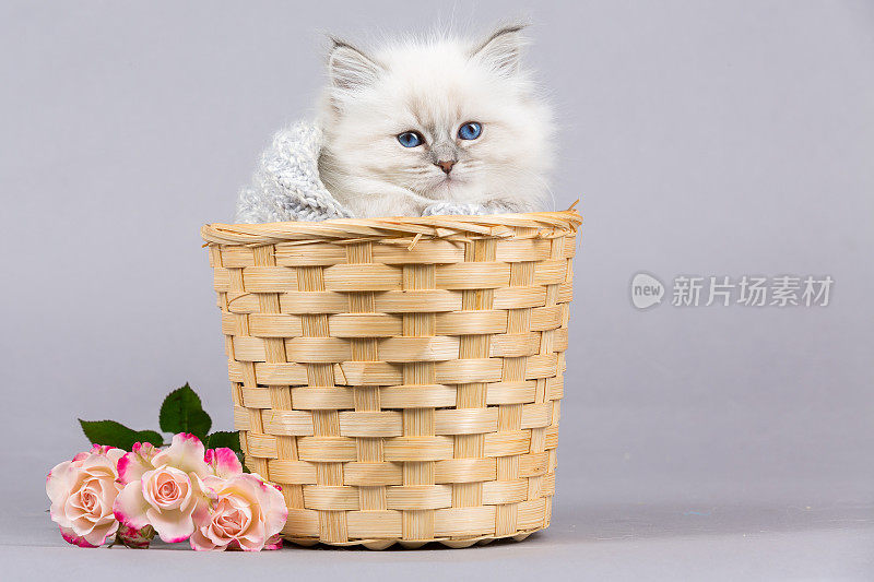 西伯利亚小猫的肖像，摄影棚拍摄