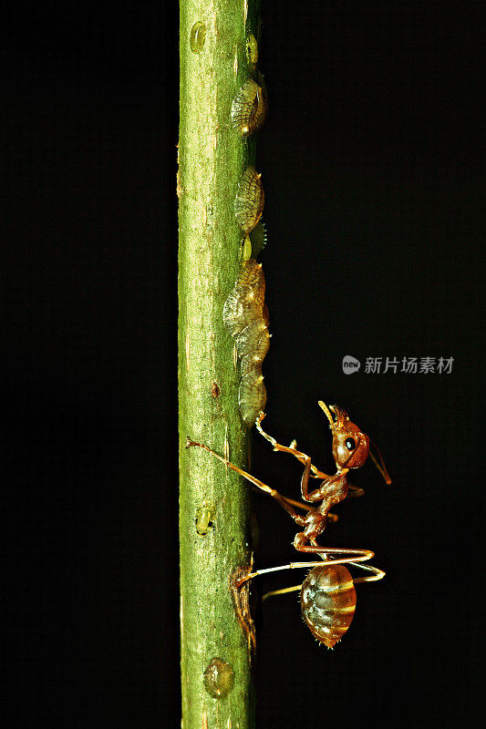 垂直树枝上的蚂蚁和蚜虫(黑色背景)