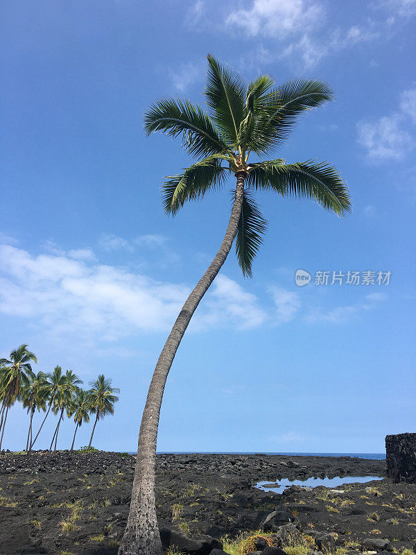 夏威夷熔岩中的棕榈树