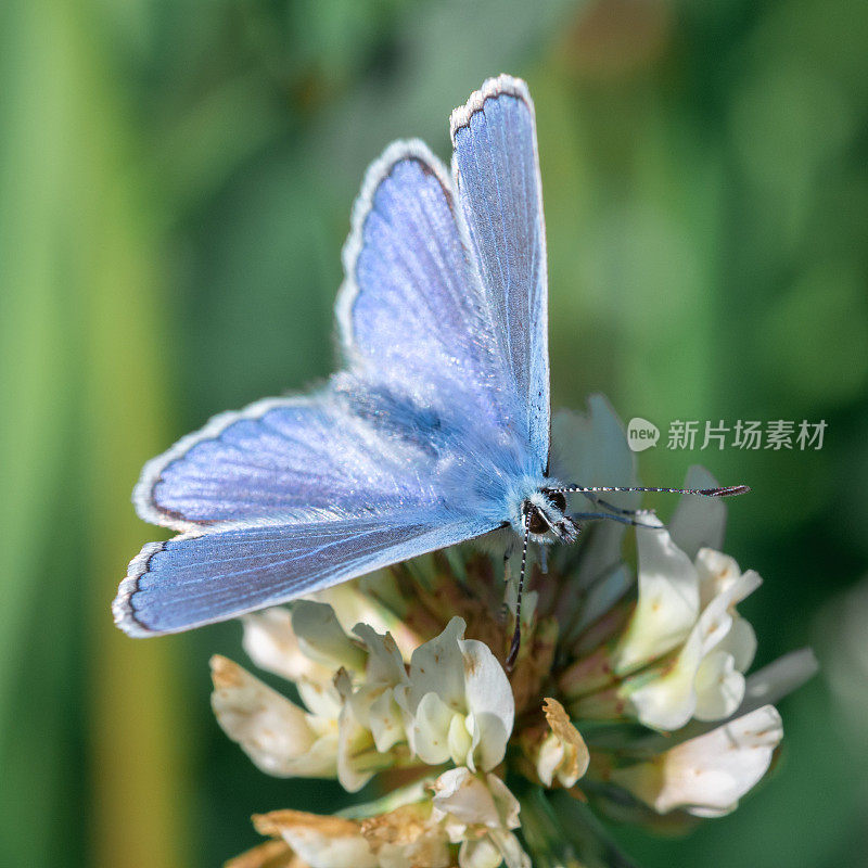 白色三叶草花上的普通蓝蝴蝶