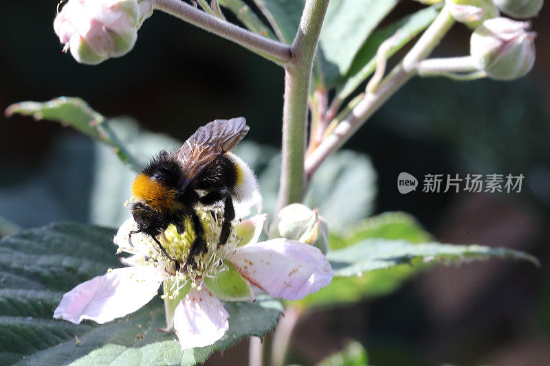 树莓花和大黄蜂宏在灌木上