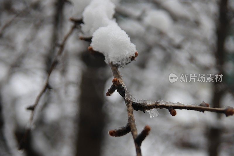 被雪覆盖的枝条的萌芽