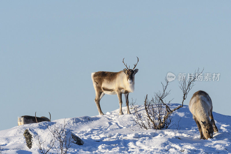 冬天，挪威北部的驯鹿在雪地里吃草