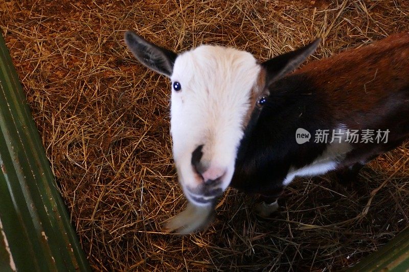 农场山羊抬头看